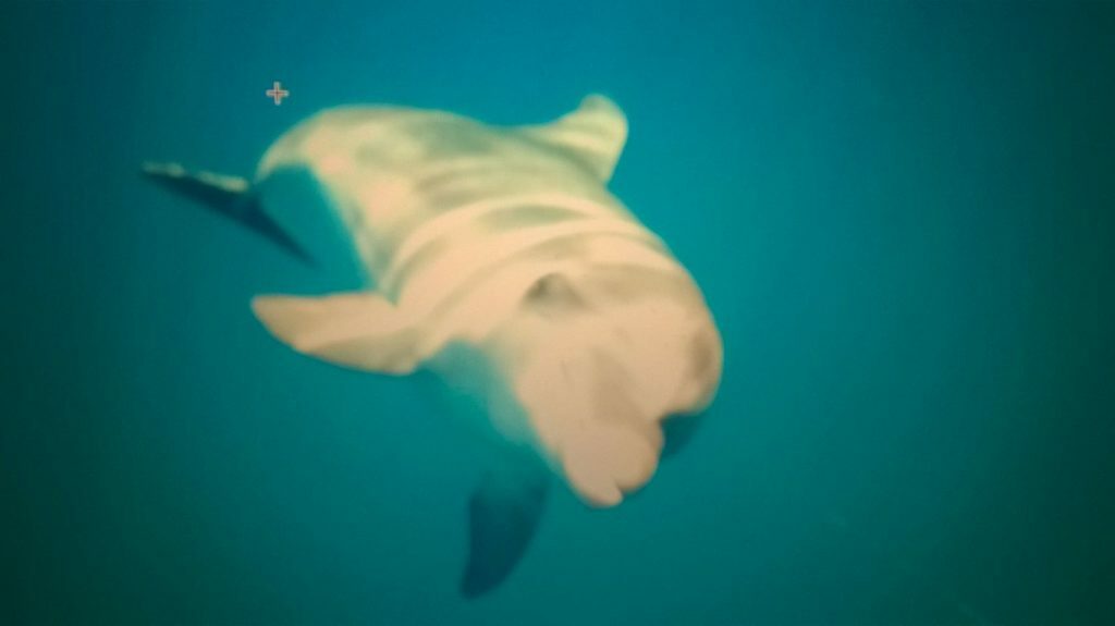 delfines buceo tenerife